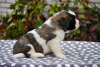 Photo №4. I will sell st. bernard in the city of Minsk. from nursery - price - 766$