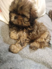 Additional photos: High breed Shih Tzu puppies.