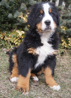 Photo №2 to announcement № 5002 for the sale of bernese mountain dog - buy in Poland private announcement