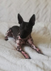 Photo №1. american hairless terrier - for sale in the city of Riga | 1538$ | Announcement № 18620