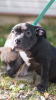 Additional photos: american bully