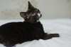 Additional photos: Kittens Black and Knight are urgently looking for a home