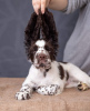 Additional photos: English Springer Spaniel puppy