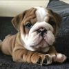 Photo №2 to announcement № 112268 for the sale of english bulldog - buy in Croatia private announcement