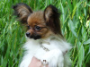 Photo №1. papillon dog - for sale in the city of Saratov | Is free | Announcement № 51179