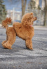 Additional photos: Toy Poodle puppy Red Brown boy