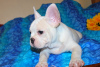 Additional photos: french bulldog