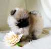 Photo №4. I will sell pomeranian in the city of Москва. breeder - price - 576$