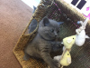 Photo №3. Pedigree British shorthair kittens for sale. United States