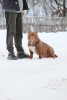 Photo №2 to announcement № 82232 for the sale of american bully - buy in Belarus breeder