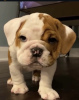 Photo №1. english bulldog - for sale in the city of Roermond | negotiated | Announcement № 102524