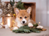 Photo №2 to announcement № 33281 for the sale of welsh corgi - buy in Russian Federation private announcement