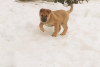 Photo №2 to announcement № 93897 for the sale of akita - buy in Russian Federation private announcement