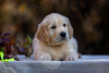 Additional photos: Golden retriever puppies