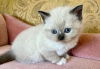 Photo №1. ragdoll - for sale in the city of Schöneiche | 264$ | Announcement № 103754