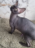 Photo №4. I will sell sphynx cat in the city of Kettering. breeder - price - negotiated