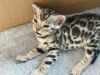 Photo №1. bengal cat - for sale in the city of Nuremberg | 591$ | Announcement № 11522