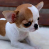 Photo №2 to announcement № 123029 for the sale of chihuahua - buy in Hungary private announcement