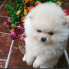 Photo №2 to announcement № 13849 for the sale of pomeranian - buy in Russian Federation from nursery