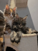 Photo №4. I will sell maine coon in the city of Berlin. private announcement - price - 317$