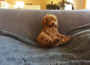 Photo №4. I will sell poodle (toy) in the city of Zrenjanin.  - price - 740$