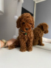 Photo №2 to announcement № 92174 for the sale of poodle (dwarf) - buy in Serbia 