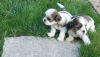 Photo №2 to announcement № 106803 for the sale of shih tzu - buy in Poland breeder