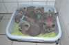 Photo №2 to announcement № 123658 for the sale of british shorthair - buy in Germany private announcement