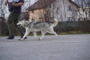 Photo №2 to announcement № 32777 for the sale of siberian husky - buy in Romania breeder