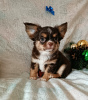 Photo №1. chihuahua - for sale in the city of Minsk | 480$ | Announcement № 31714