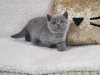 Photo №1. british shorthair - for sale in the city of Антверпен | negotiated | Announcement № 62167