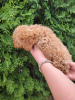 Photo №3. Toy poodle puppies. Serbia