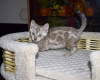 Photo №1. bengal cat - for sale in the city of Blagoveshchensk | 675$ | Announcement № 11477