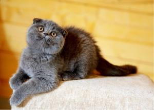 Photo №4. I will sell scottish straight, scottish fold in the city of Moscow. private announcement, breeder - price - 164$