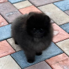 Additional photos: Amazing Pomeranian Puppies For Sale (Whatsapp 31685390783 )