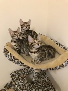 Additional photos: Bengal kittens are waiting for their new Parents !!!