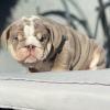 Photo №3. Amazing English bulldogs puppies for adoption. Germany