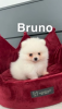 Photo №4. I will sell pomeranian in the city of Tapolca.  - price - 260$