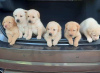 Photo №1. labrador retriever - for sale in the city of Laayoune | negotiated | Announcement № 51482