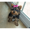 Photo №1. yorkshire terrier - for sale in the city of Бордо | negotiated | Announcement № 10208