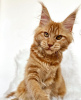 Photo №2 to announcement № 103252 for the sale of maine coon - buy in United States breeder