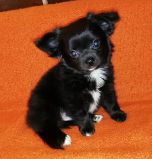 Photo №2 to announcement № 1999 for the sale of chihuahua - buy in Russian Federation breeder