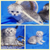 Photo №2 to announcement № 43023 for the sale of scottish fold - buy in Belarus private announcement