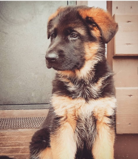 Photo №3. Gorgeous puppy of a German shepherd. Russian Federation