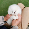 Photo №2 to announcement № 118418 for the sale of pomeranian - buy in Finland 