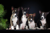 Photo №2 to announcement № 37361 for the sale of basenji - buy in Russian Federation from nursery, breeder