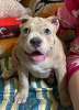 Photo №4. I will sell american bully in the city of Lipetsk. private announcement - price - 651$