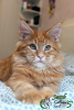 Photo №2 to announcement № 25981 for the sale of maine coon - buy in Russian Federation private announcement, from nursery, breeder