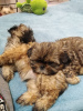 Additional photos: High breed Shih Tzu puppies.