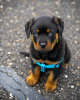 Photo №2 to announcement № 120149 for the sale of rottweiler - buy in Finland private announcement, breeder